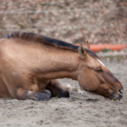 Pferd leigt erschöpft auf dem Boden