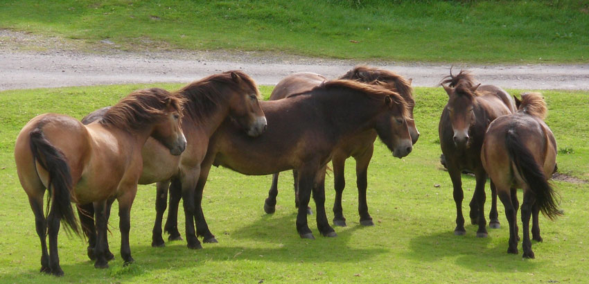 sechs Ponys stehen auf der Weide in einer Gruppe