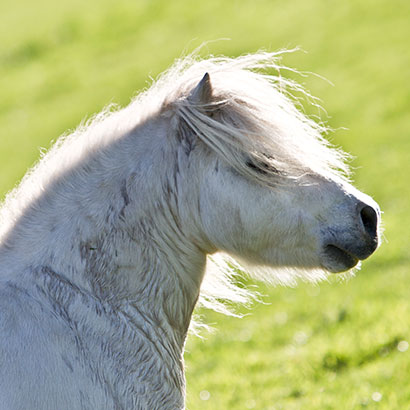 Schwitzendes weißes Pony