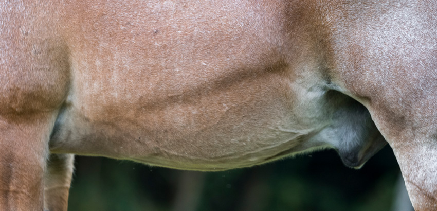 Pferd mit sichtbarer Dampfrinne