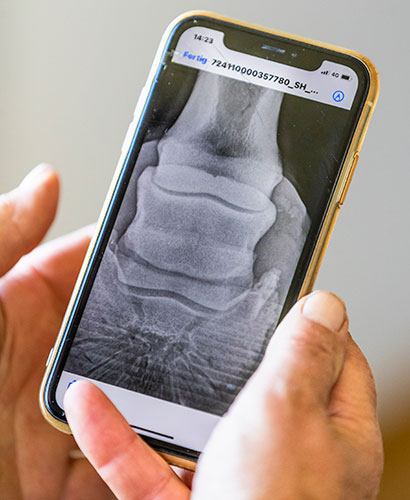 Röntgenbild von Pferdegelenk auf dem Handy