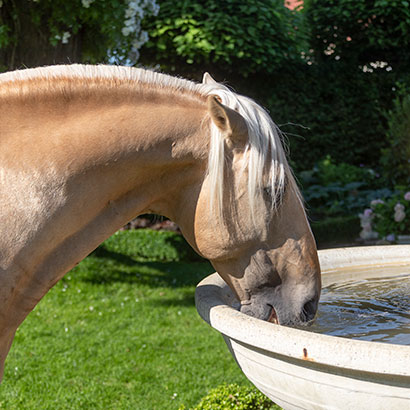 Pferd trinkt aus Brunnen