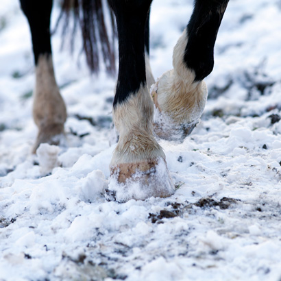 Pferdehufe im Schnee