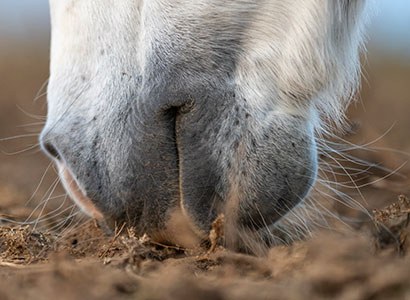 Pferd frisst Sand