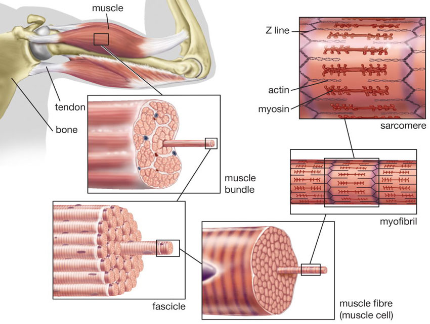 Schematische Darstellung einer Muskelfaser