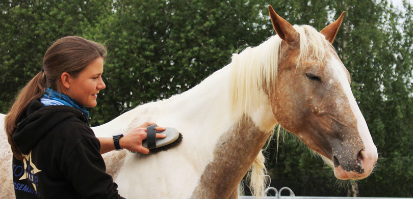 Weiß-braunes Pferd wird von Pflegein gebürstet und schließt entspannt die Augen