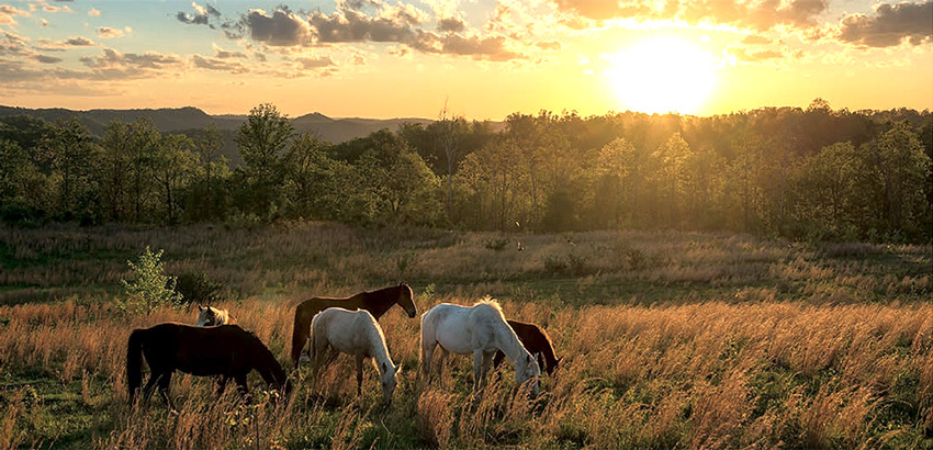Pferdeherde grast im Sonnenuntergang