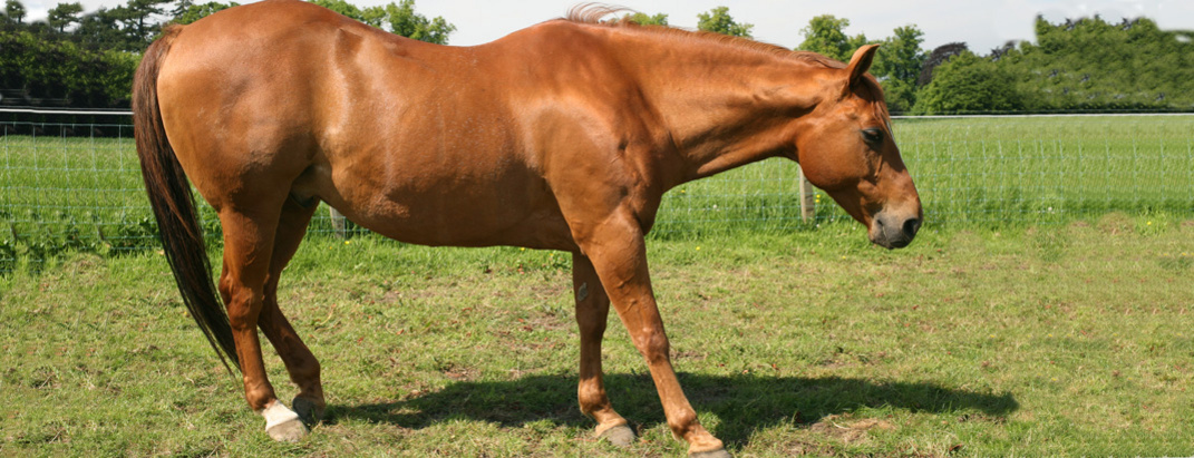 Pferd steht auf der Weide mit vorgestreckten Vorderbeinen und weit unter den Schwerpunkt geschobene Hinterfüße