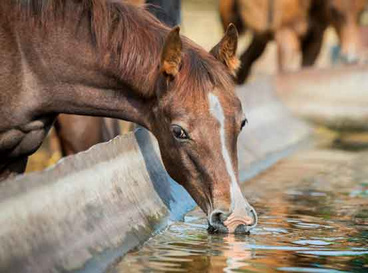 Wasser - Pferd richtig tränken 553x410-Teaser-Wasser.jpg