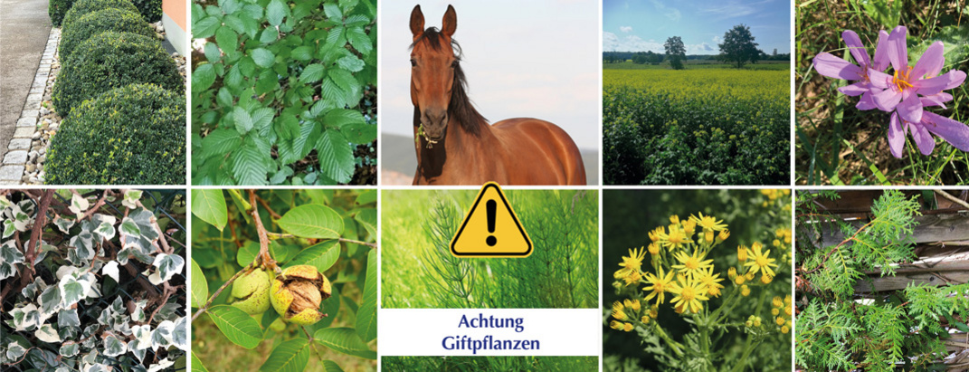Bilder von verschiedenen Giftpflanzen und ein fressendes Pferd