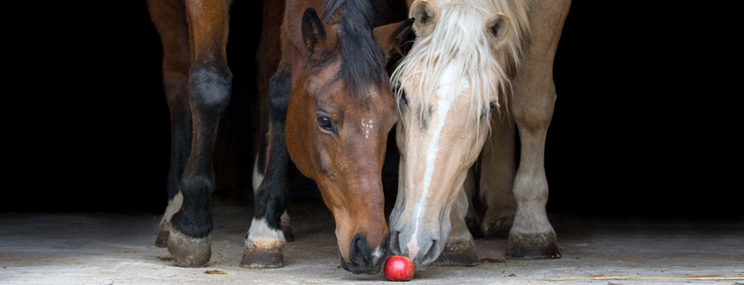 Zwei Pferde schnuppern an einem Apfel
