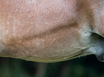 Pferd mit sichtbarer Dampfrinne 850x410-rechte-news-dampfrinne.jpg