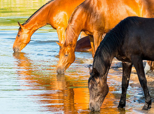 Pferdeherde trinkt aus einem See