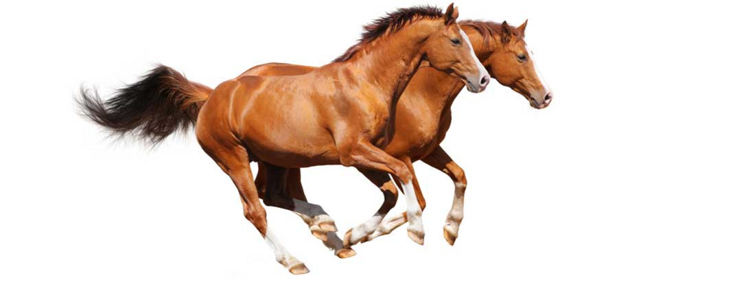 Zwei gallopierende Pferde