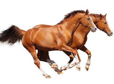2 galoppierende Pferde 533x410-iStock-95379636.jpg