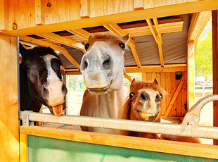 Pferde und Pony schauen über die Stalltür