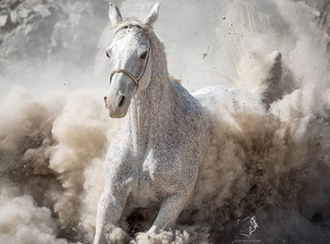 Pferd galoppiert durch den Staub 410x410-Staub_Sorrento-im-Steinbruch-Foto-Ramona-Wolf.jpg
