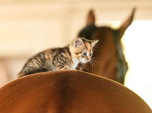 Junke Katze sitzt auf Pferderücken
