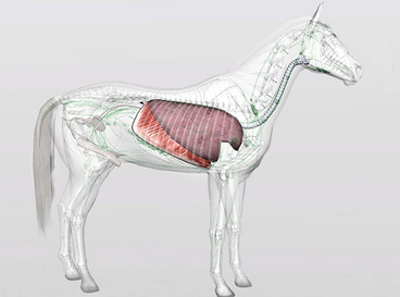 Grafische Darstellung der Pferdelunge 1070x410-Pferdelunge_biosphera.com.jpg