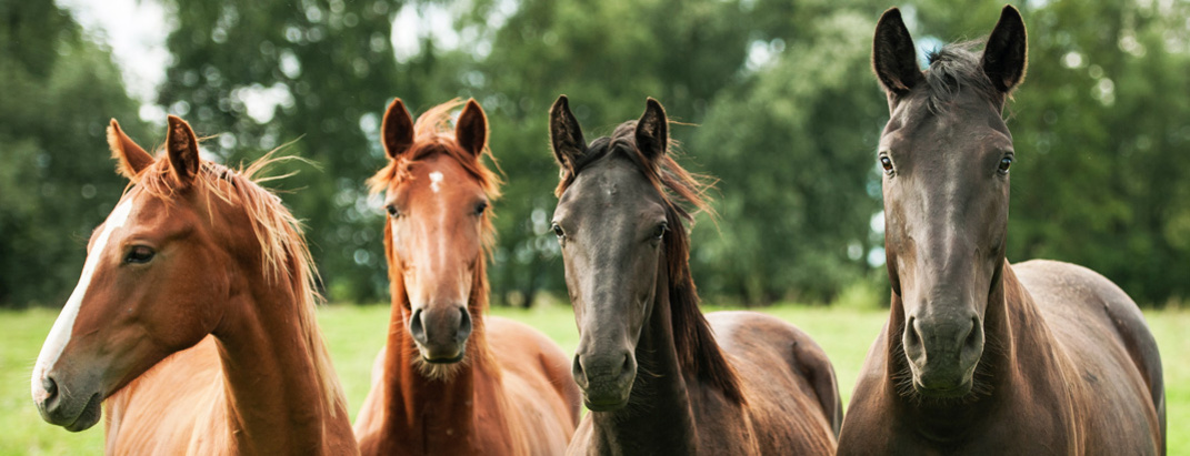 Vier junge Pferde schauen neugierig in die Kamera