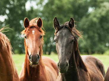Vier junge Pferde schauen neugierig in die Kamera 1070x410-junge-pferde-shutterstock.jpg